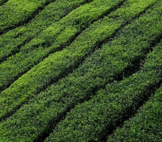 Wat maakt thee uit Korea uniek?